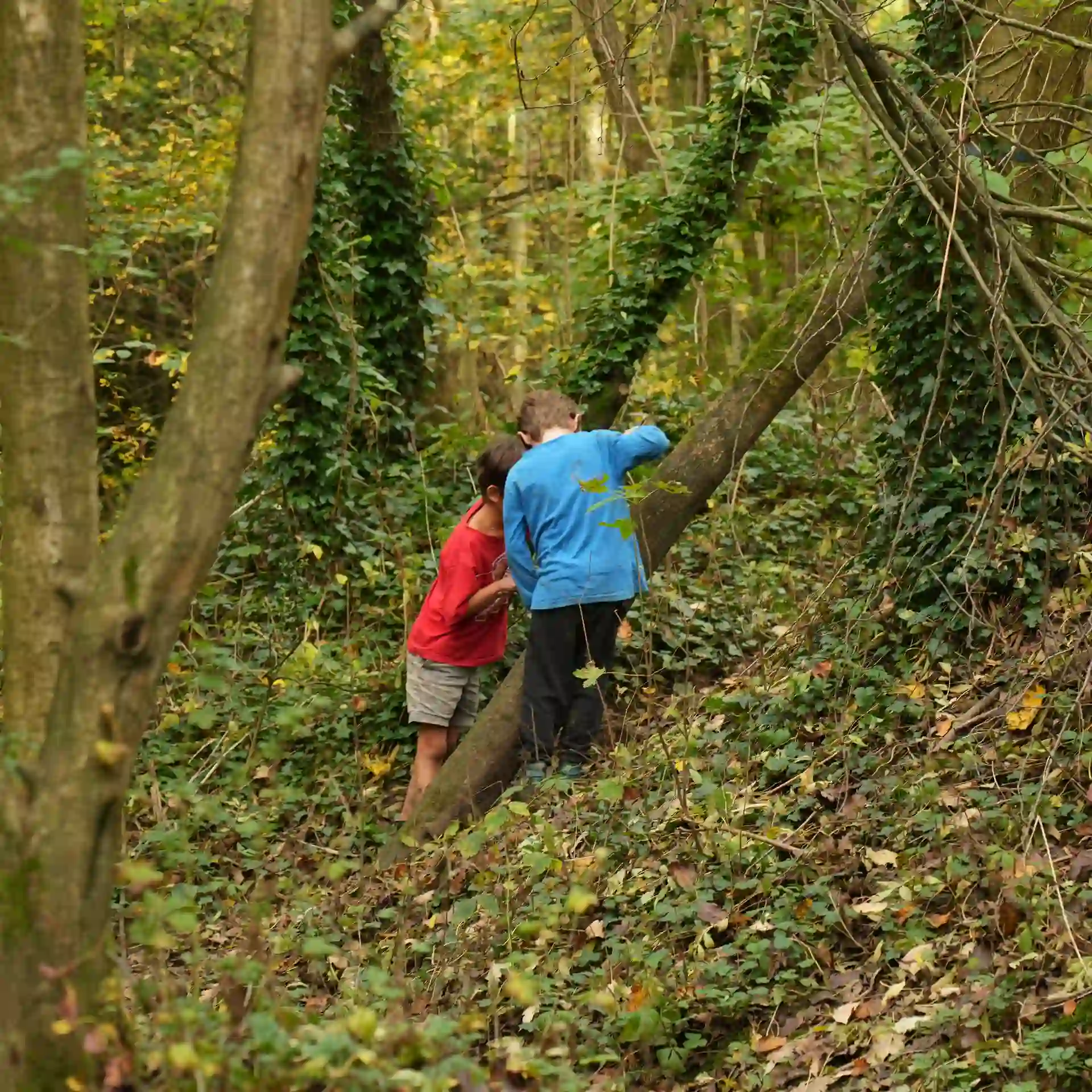 Two boys stood exploring the woodland.