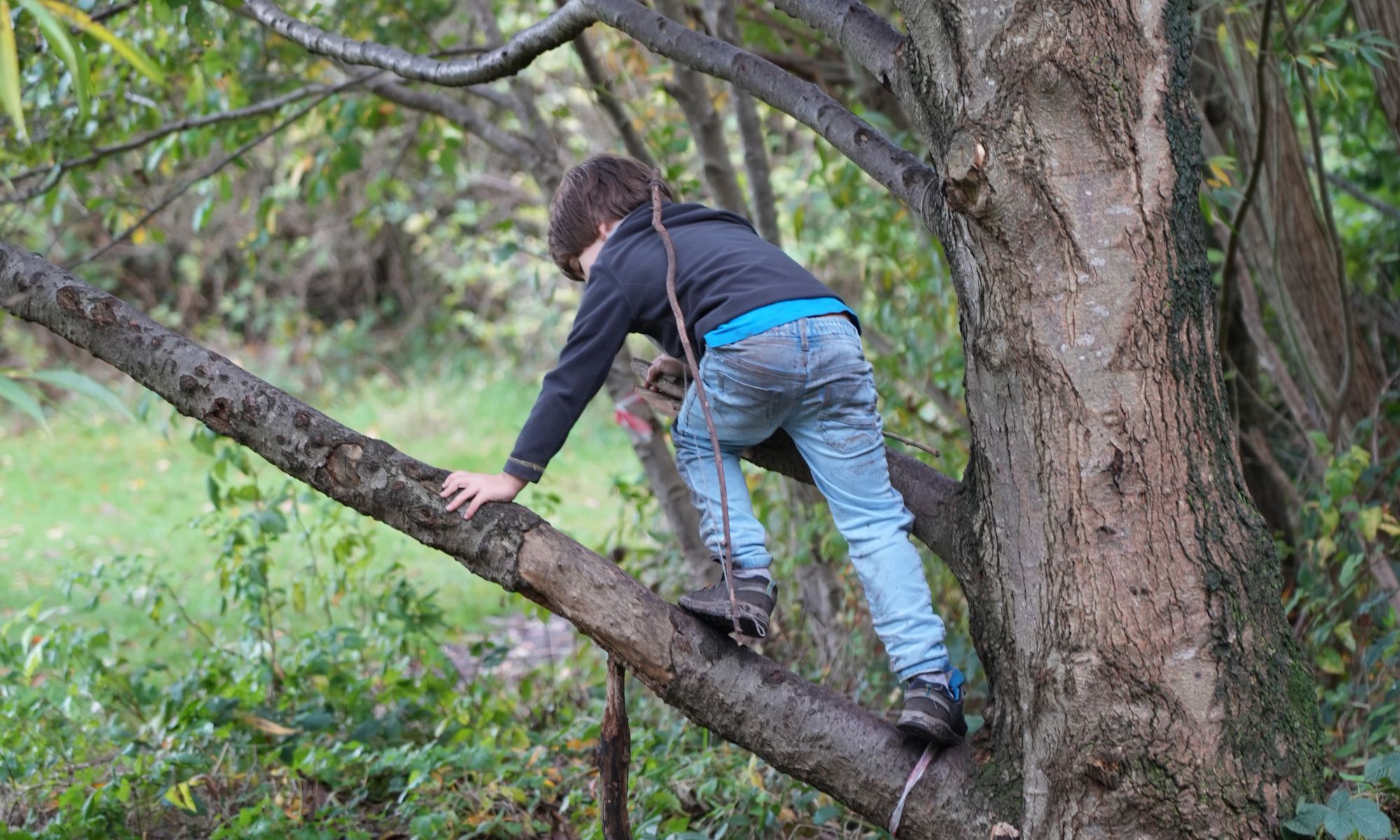 A boy climbing up the branch of a tree.